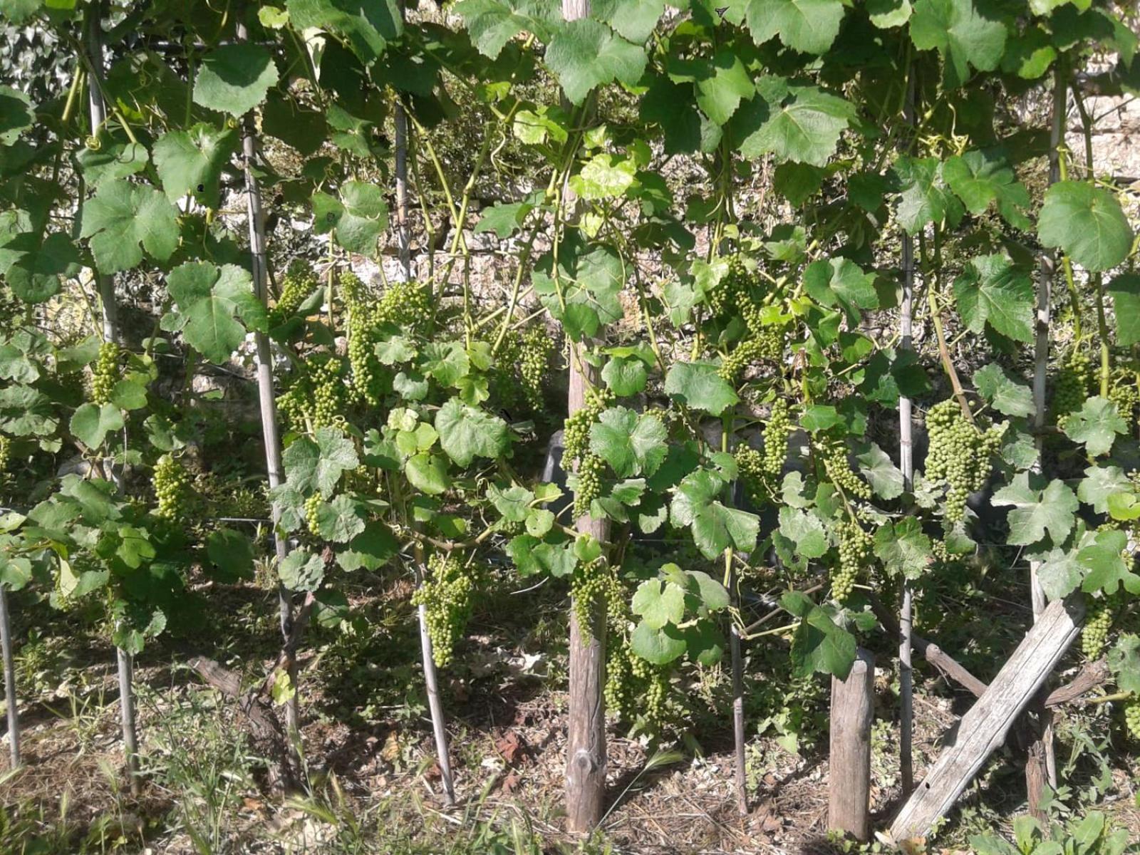 Agriturismo Caruggiu Di Via Vecchia Orco Feglino Luaran gambar